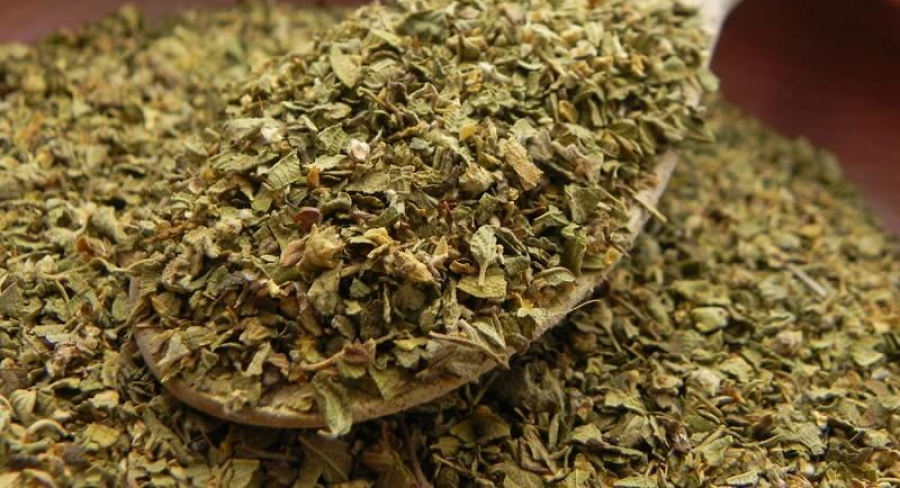 mexican-oregano
