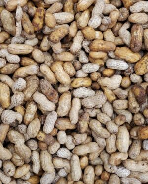 PEANUTS FRESH