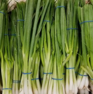 SCALLION