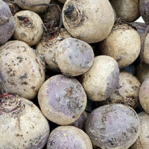 BEET ROOT