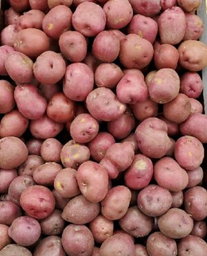 POTATO RED