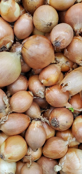 ONION YELOW LOOSE