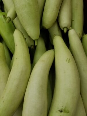 LONG SQUASH DESI