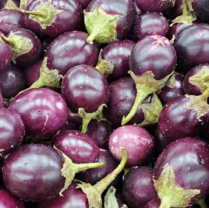 ROUND EGGPLANT