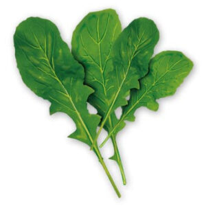 WILD ARUGULA