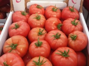 HOLLAND TOMATO