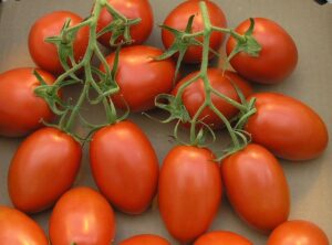 PLUM TOMATOS