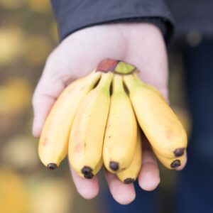 BANANA BABY