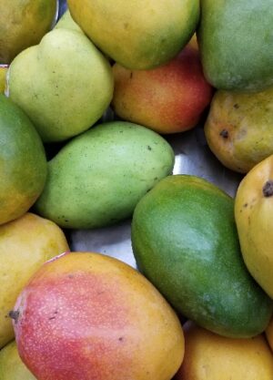 HADDEN MANGO