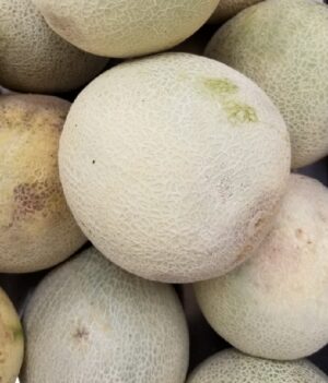 CANTALOPE