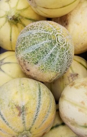 DESI CANTALOUPE