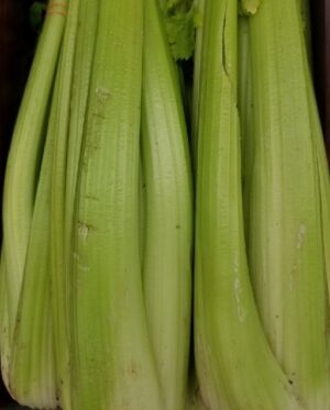 CELERY