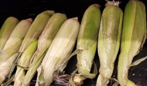 CORN YELLOW
