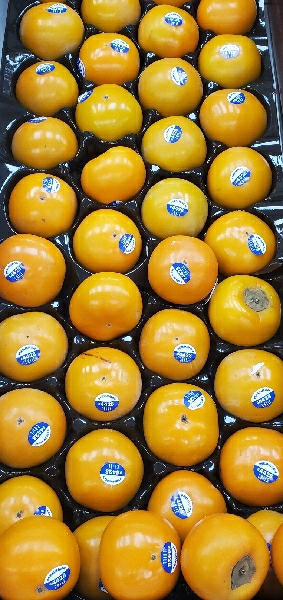 PERSIMMON