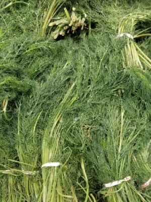DILL LEAVES