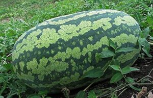 WATERMELON BIG