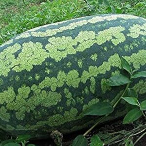 WATERMELON BIG