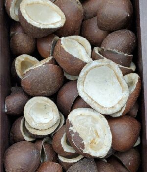 COCONUT DRY HALVES