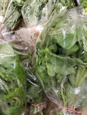 BASIL LEAVES