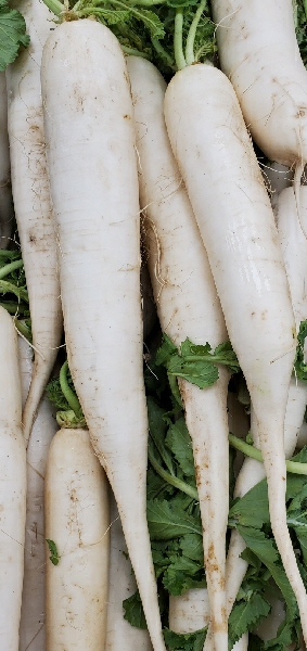 MOOLI WHITE