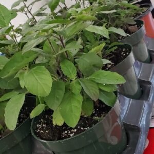 PLANT