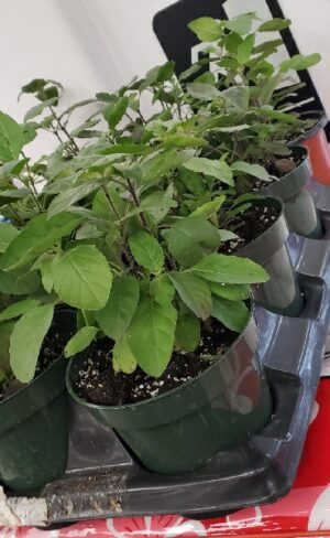 PLANT
