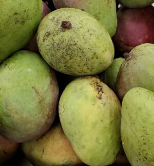 GREEN MANGO MEDIUM