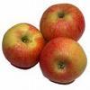 APPLE GALA SMALL