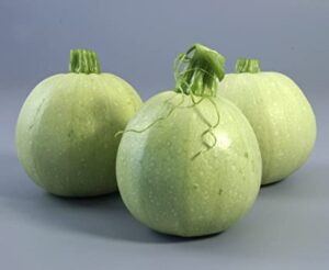 SQUASH ROUND