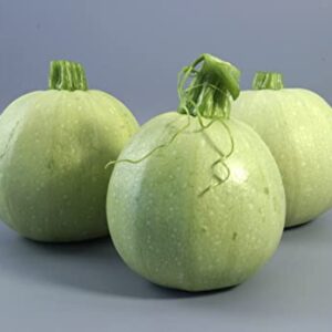 SQUASH ROUND